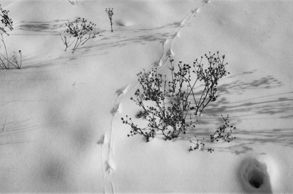 Photograph by 000009720021.jpg
