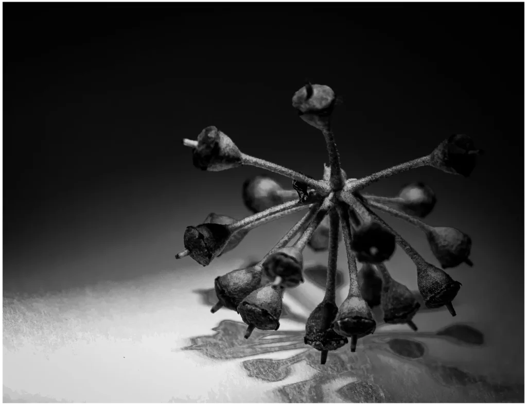 Photograph by Thibaut Florence