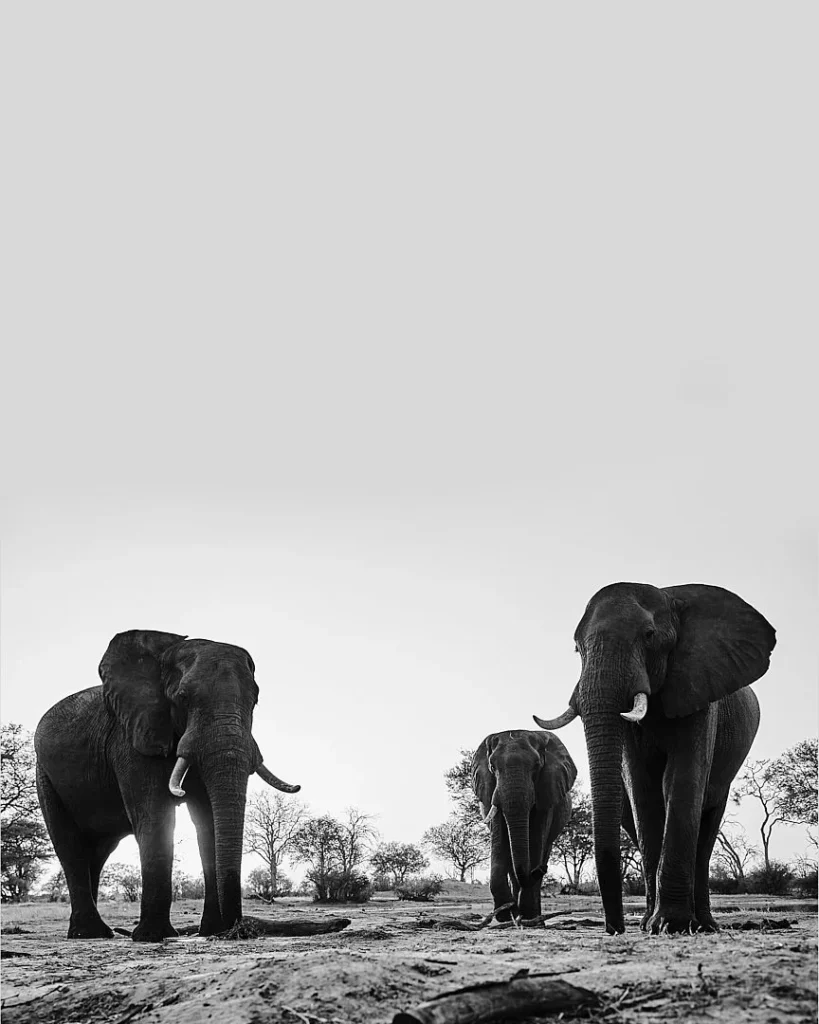 Photograph by Darren Pellegrino