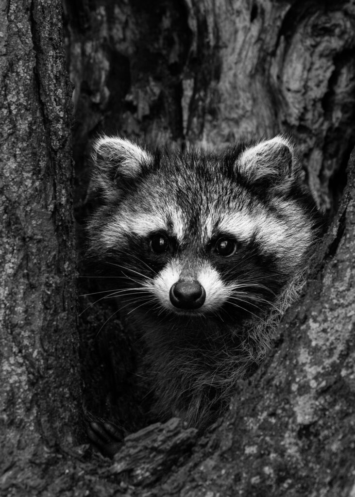 Photograph by Mark W. Archibald