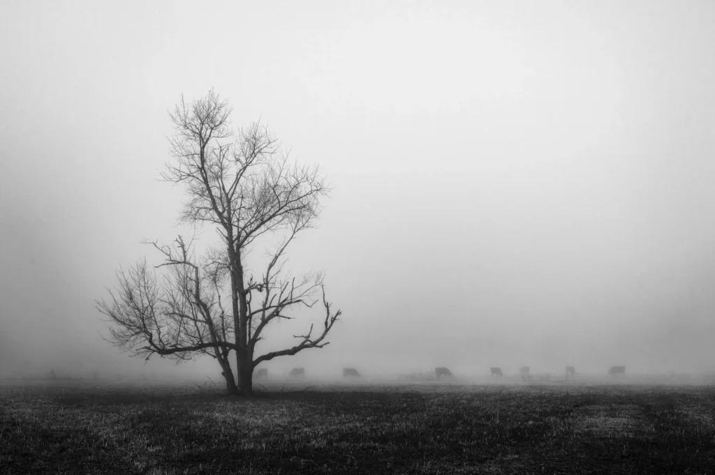 Photograph by Steve Lim
