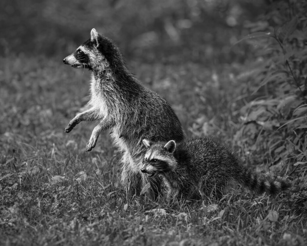 Photograph by Mark W. Archibald