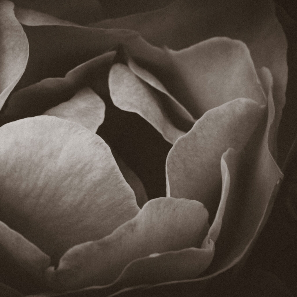 Photograph by Jason Wickens