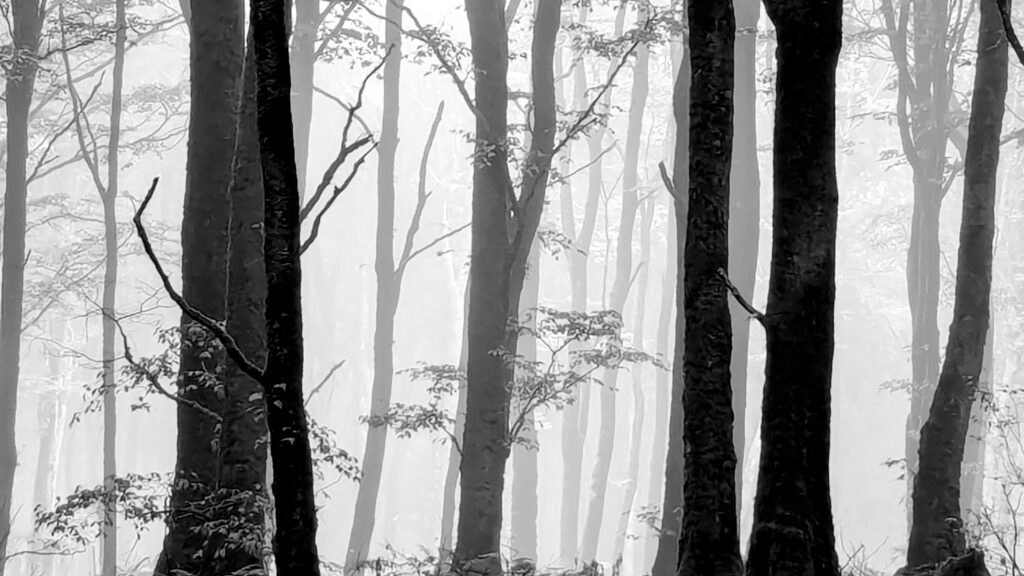 Photograph by Neil McShane