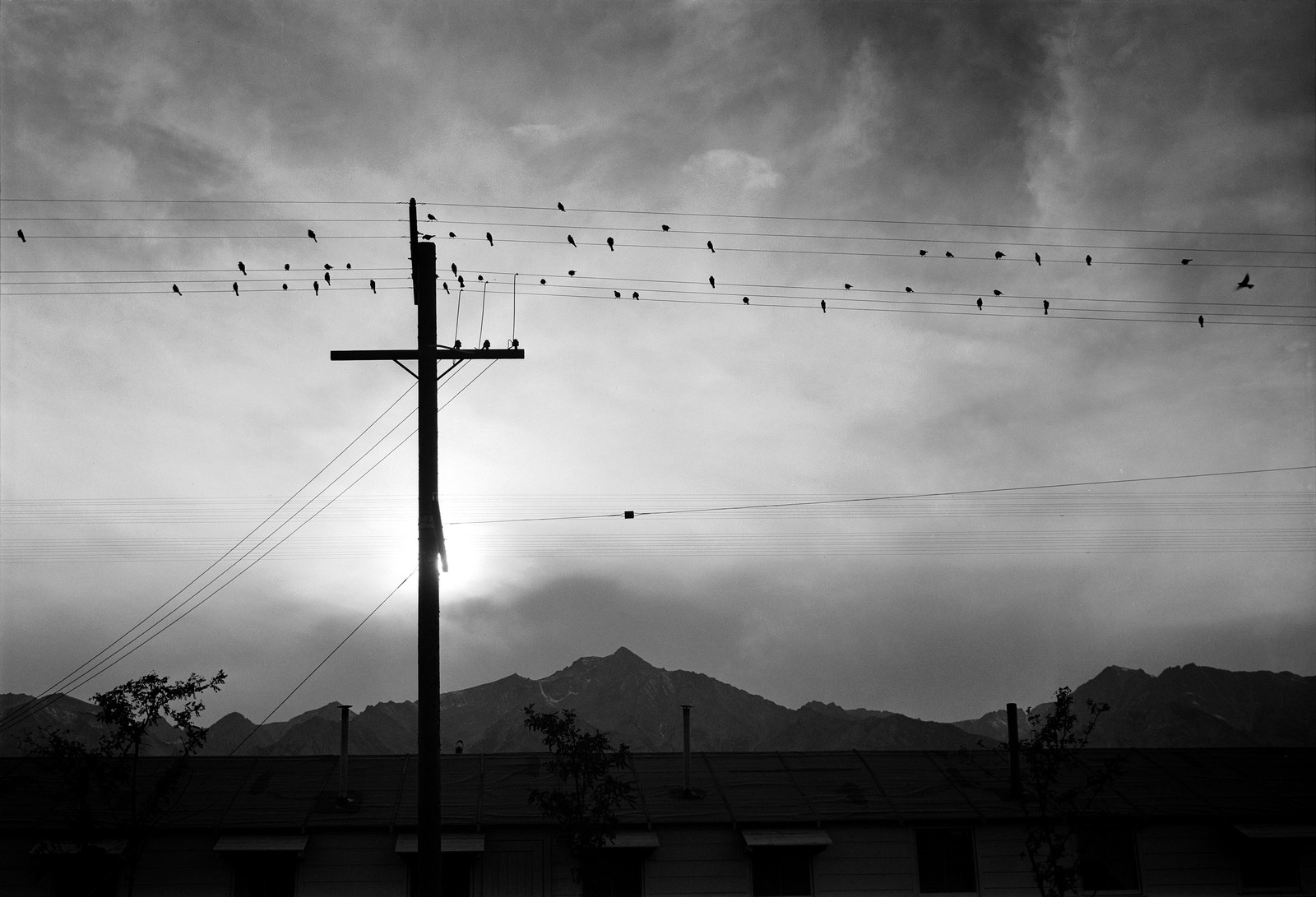 Dozens of small birds lined up along power lines above a utility pole, with mountains and a bright hazy sky behind