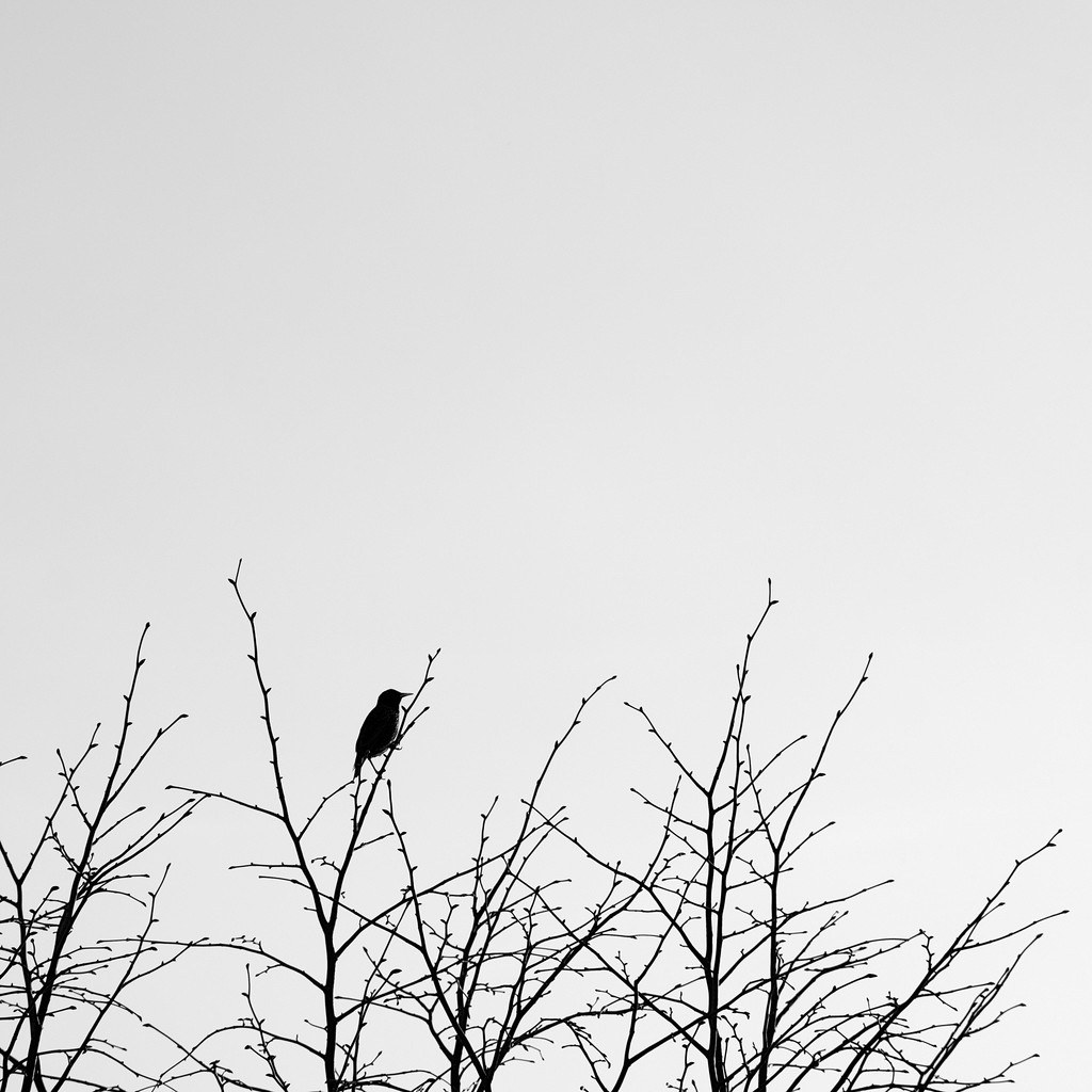 A small bird perched high in the bare branches of a tree, with a wide expanse of pale sky above