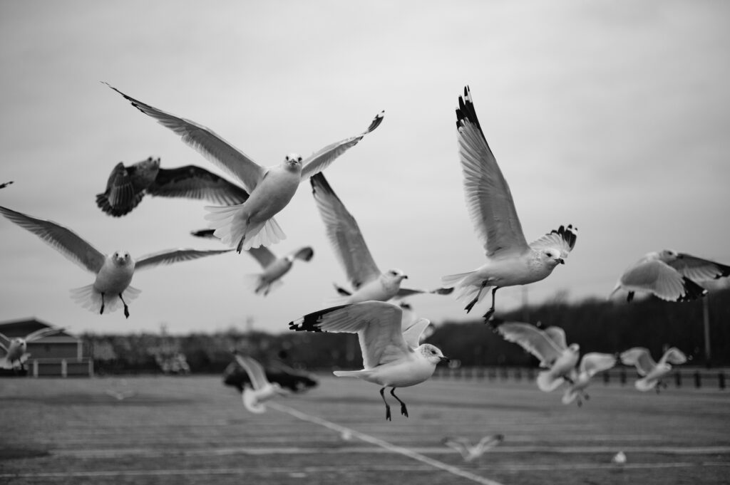 Photograph by David Stebbing