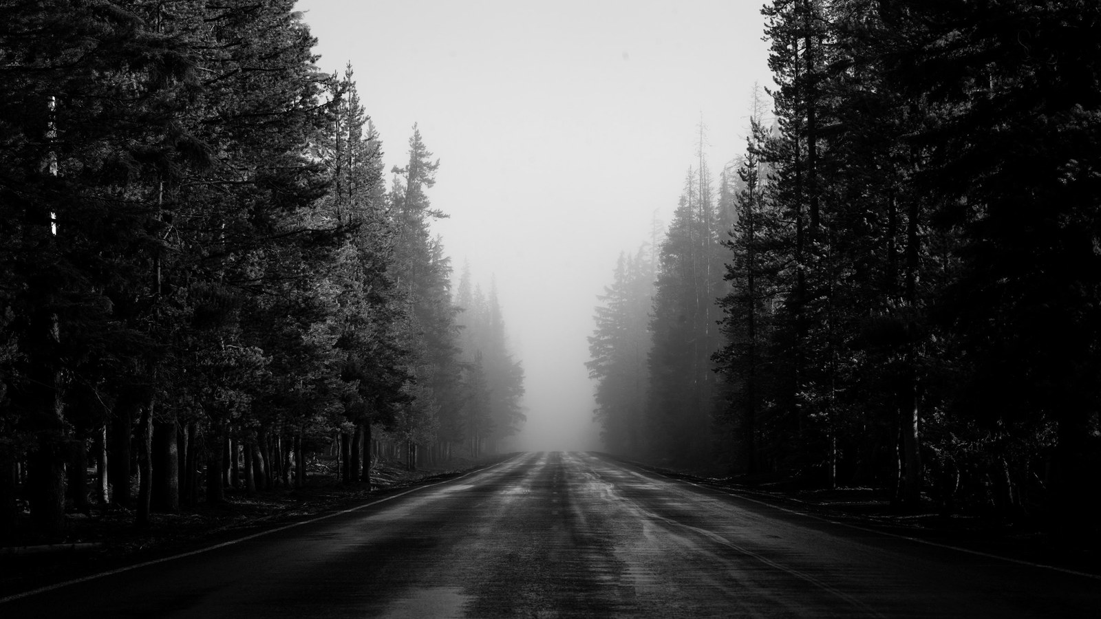 A wet road running straight into thick fog between dark pine trees on both sides