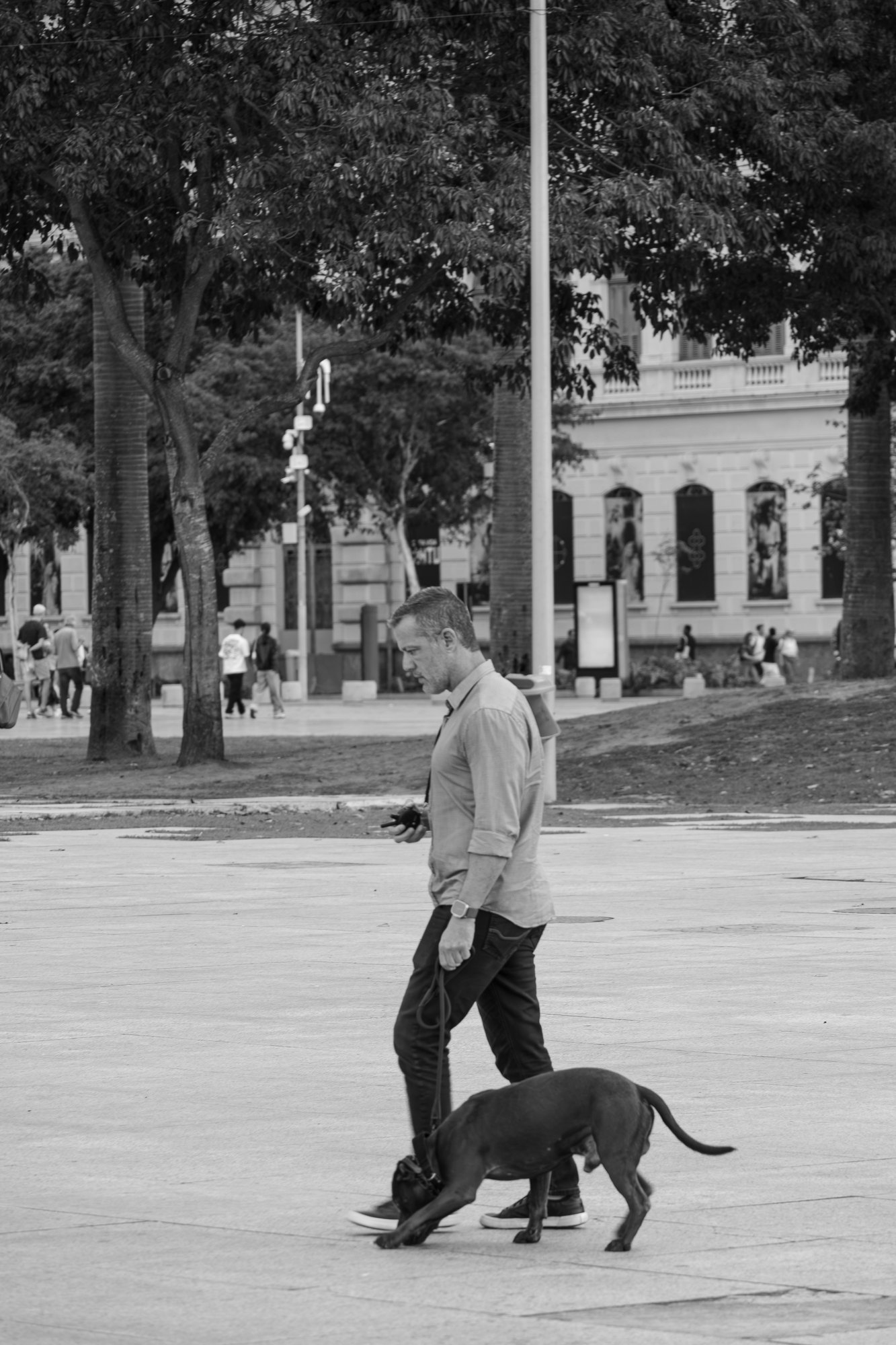 A man crosses an open square looking down at his phone while his dog walks ahead of him