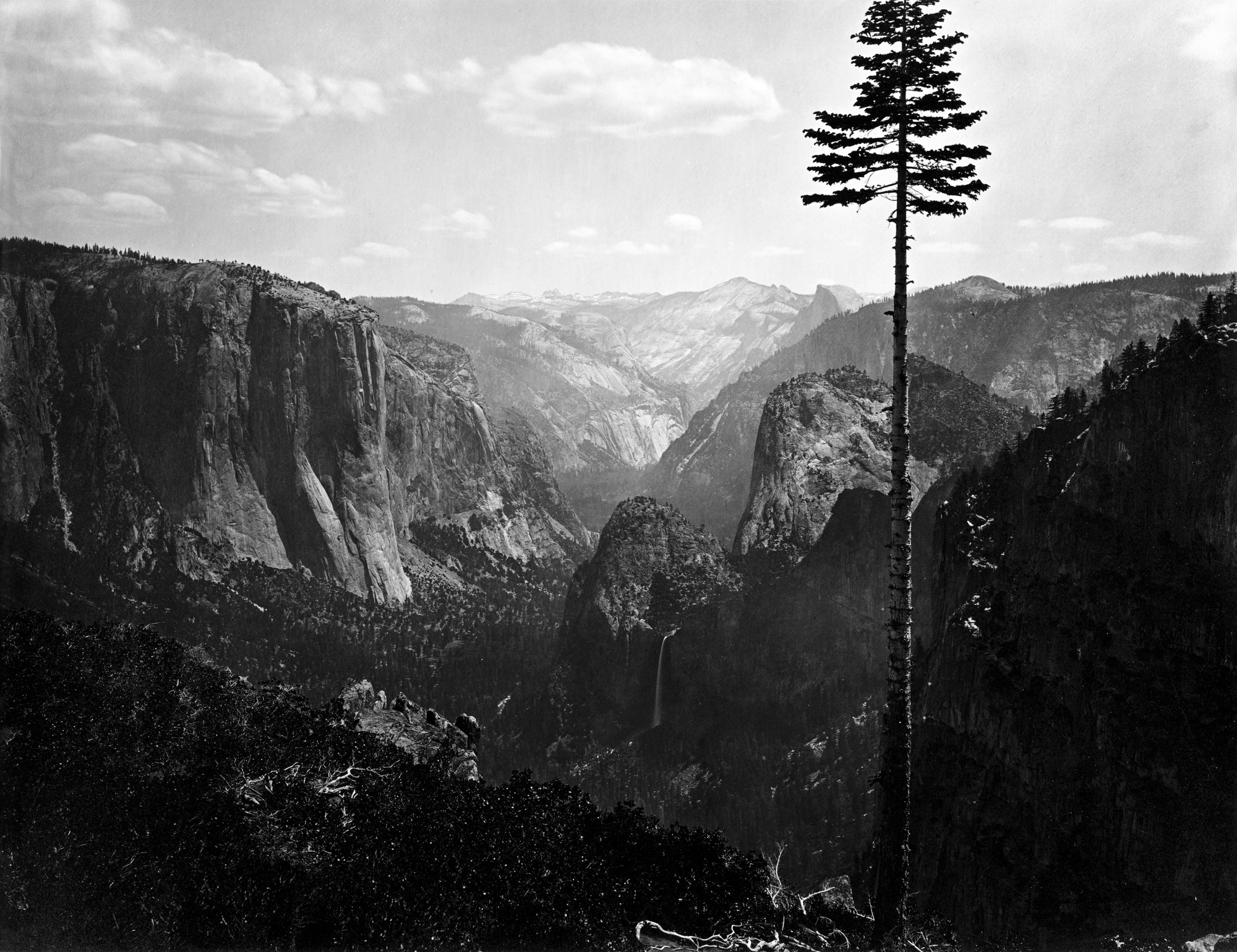 A nineteenth century photograph of Yosemite Valley with one tall bare pine standing against the far wall of the valley